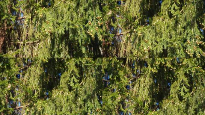 多云的天气里，公园里一棵浓密的蓝色云杉的树枝，这是圣诞树的针叶特写。