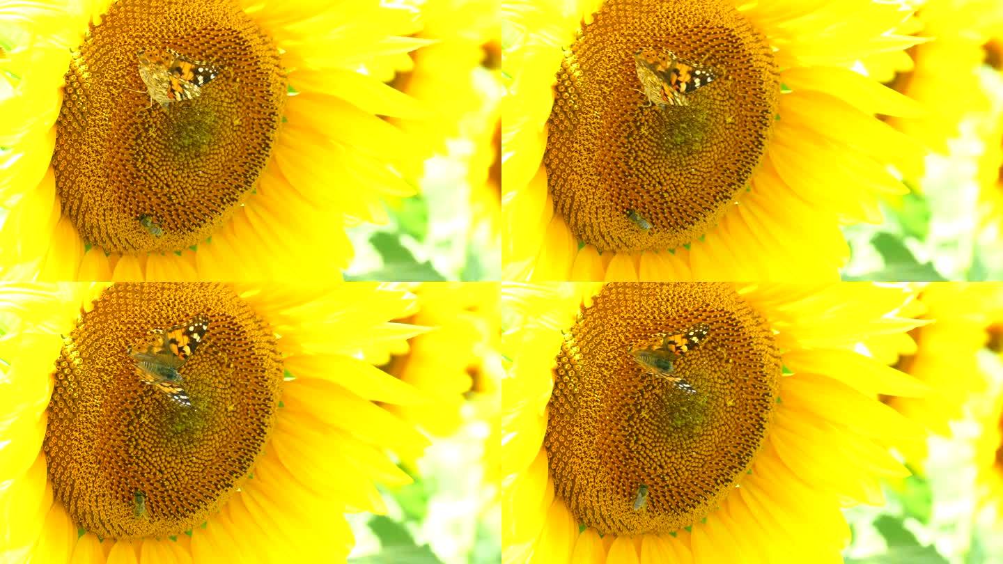 向日葵上的蝴蝶摇曳的花摇摆透光养蜂采蜜