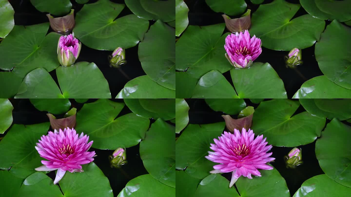 Pink water lily with green leaves blooming in the 