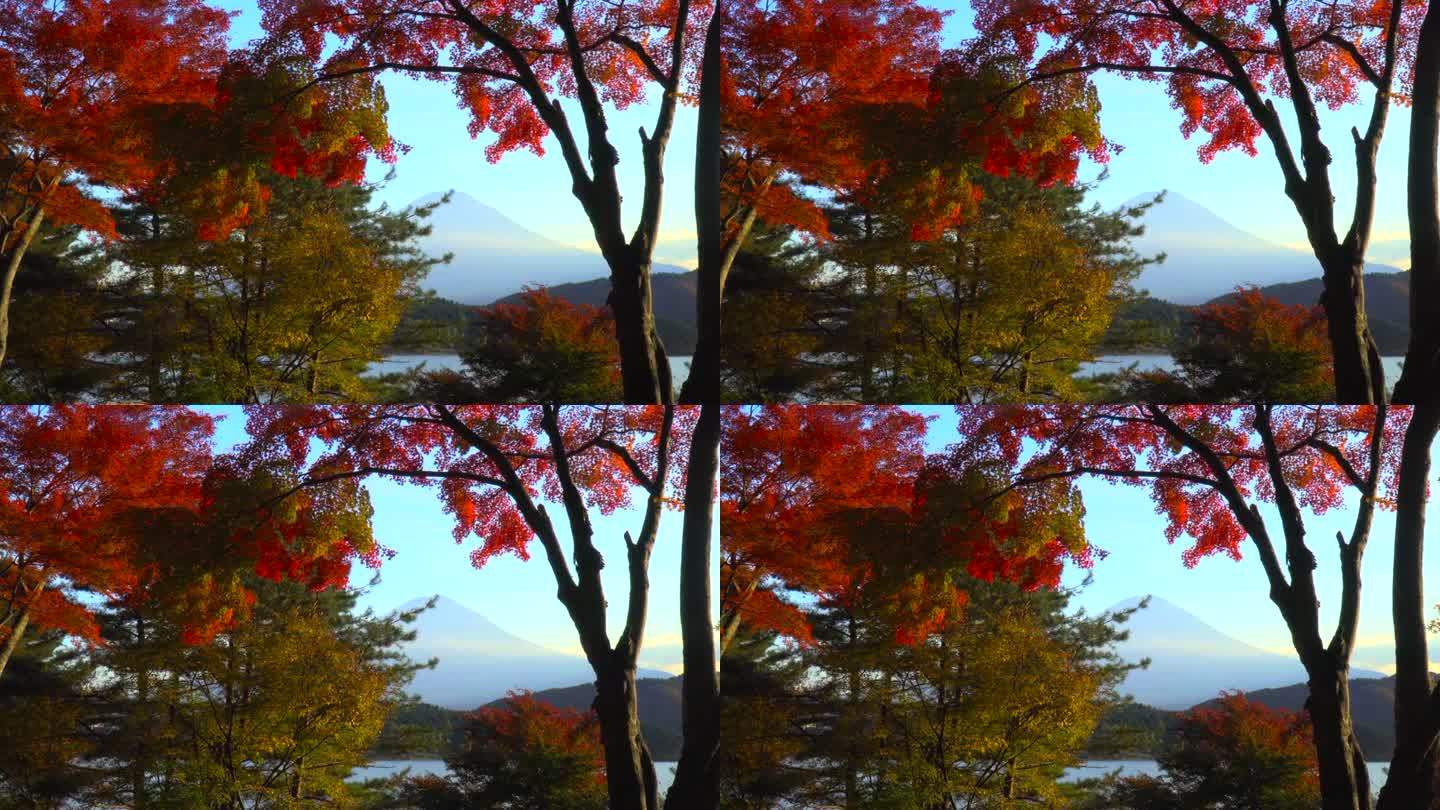 透过秋叶看到的富士山和川口湖