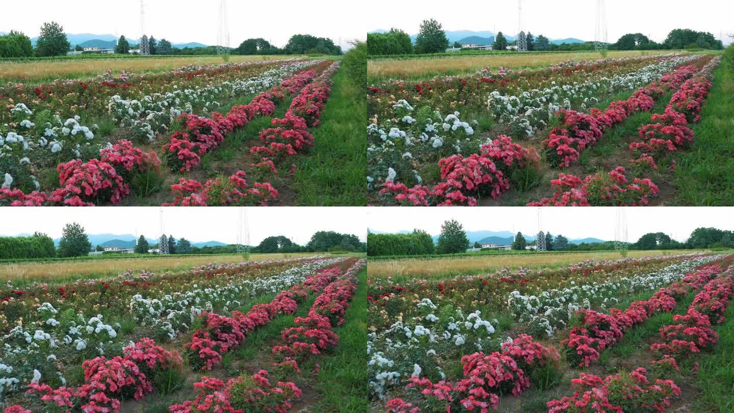 玫瑰花丛。玫瑰新品种。农业企业为开发新型玫瑰花丛。以群山为背景。日落。