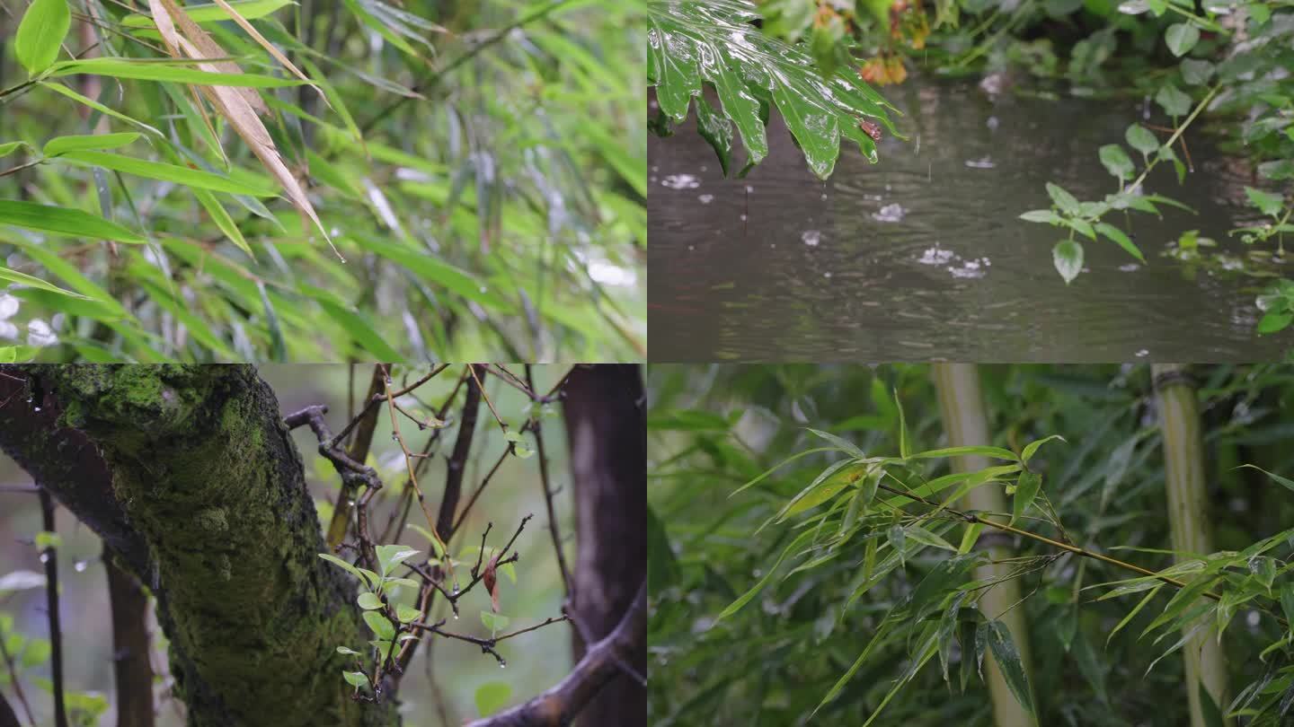 阴雨天树叶树林