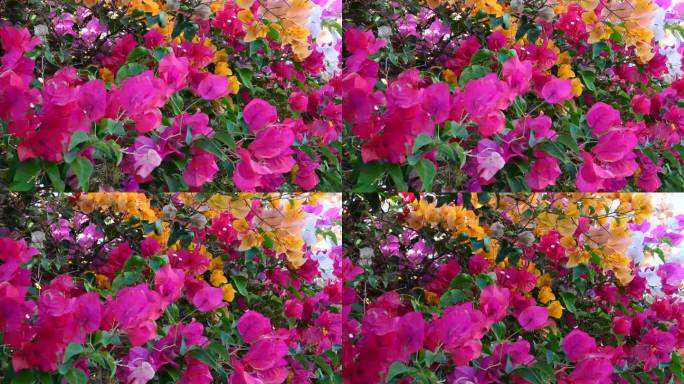 九重葛，紫色，粉红色和橙色的花是美丽的热带植物，在热带花园郁郁葱葱的花瓣。
