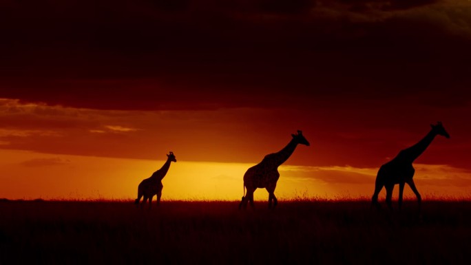 非洲肯尼亚马赛马拉国家保护区，日落时分，自然保护区的草地上，长颈鹿排成一排走在落日的天空下。