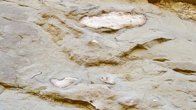 近距离观察潘提沙拉山谷岩石中的南象肩骨化石。瓦什洛瓦尼国家公园，格鲁吉亚。高加索地区的史前动物遗迹