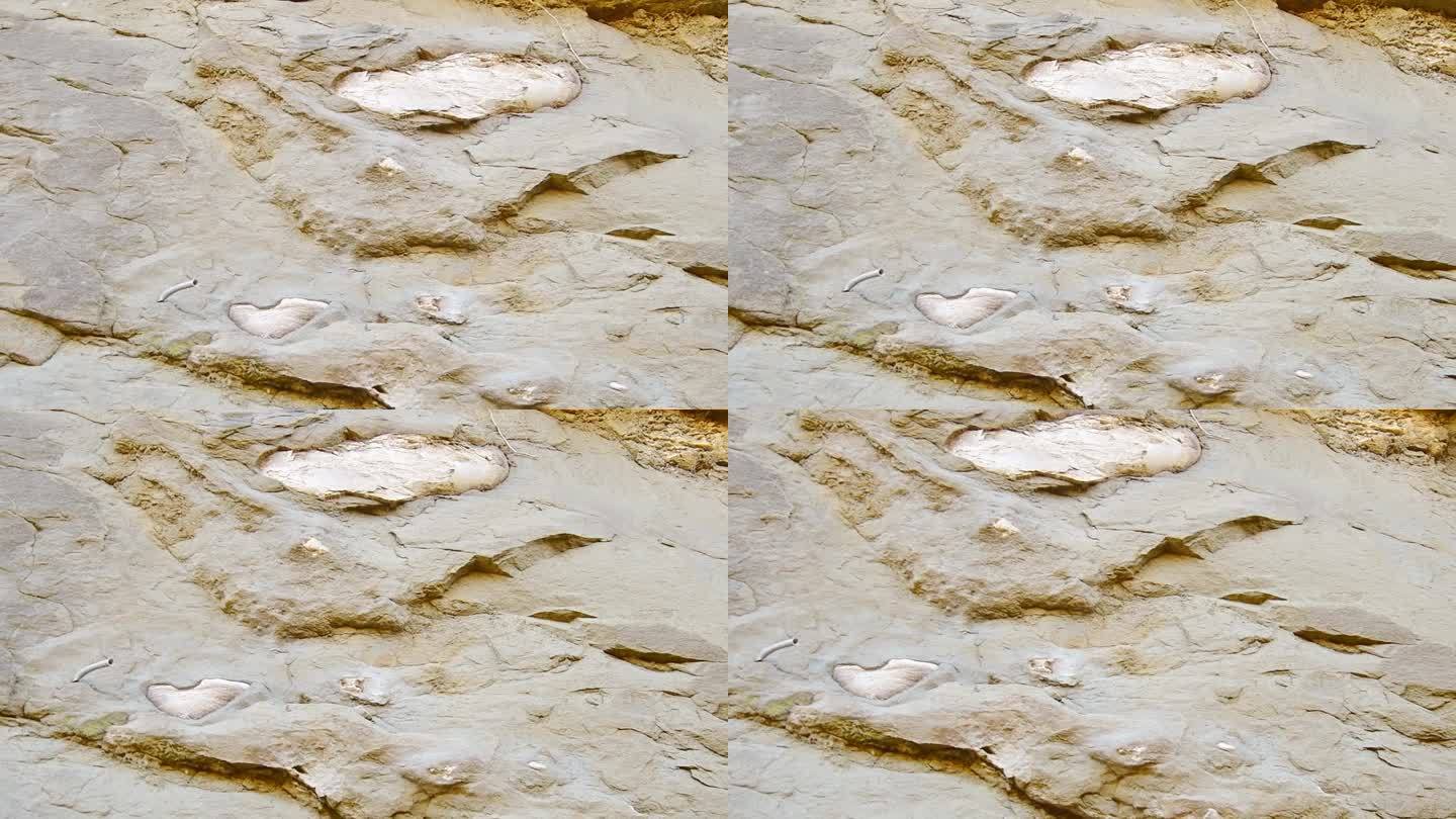 近距离观察潘提沙拉山谷岩石中的南象肩骨化石。瓦什洛瓦尼国家公园，格鲁吉亚。高加索地区的史前动物遗迹