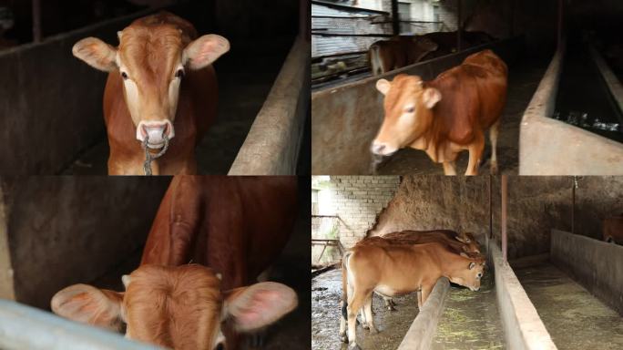 牛场 黄牛 育肥牛群 小牛犊 外貌 特征