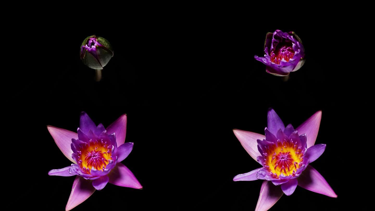 4K延时拍摄的盛开的紫色睡莲花从花蕾到盛开孤立在黑色背景，美丽的莲花延时视频近距离拍摄。