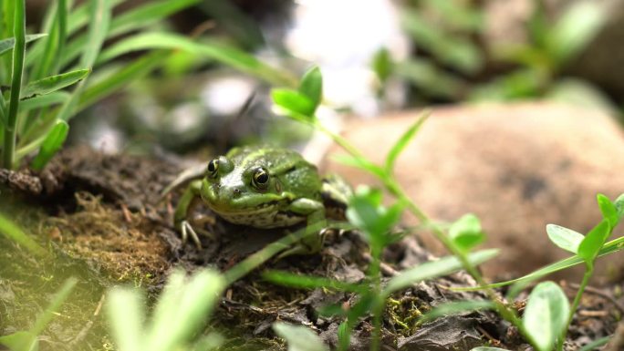 绿树丛中一只青蛙