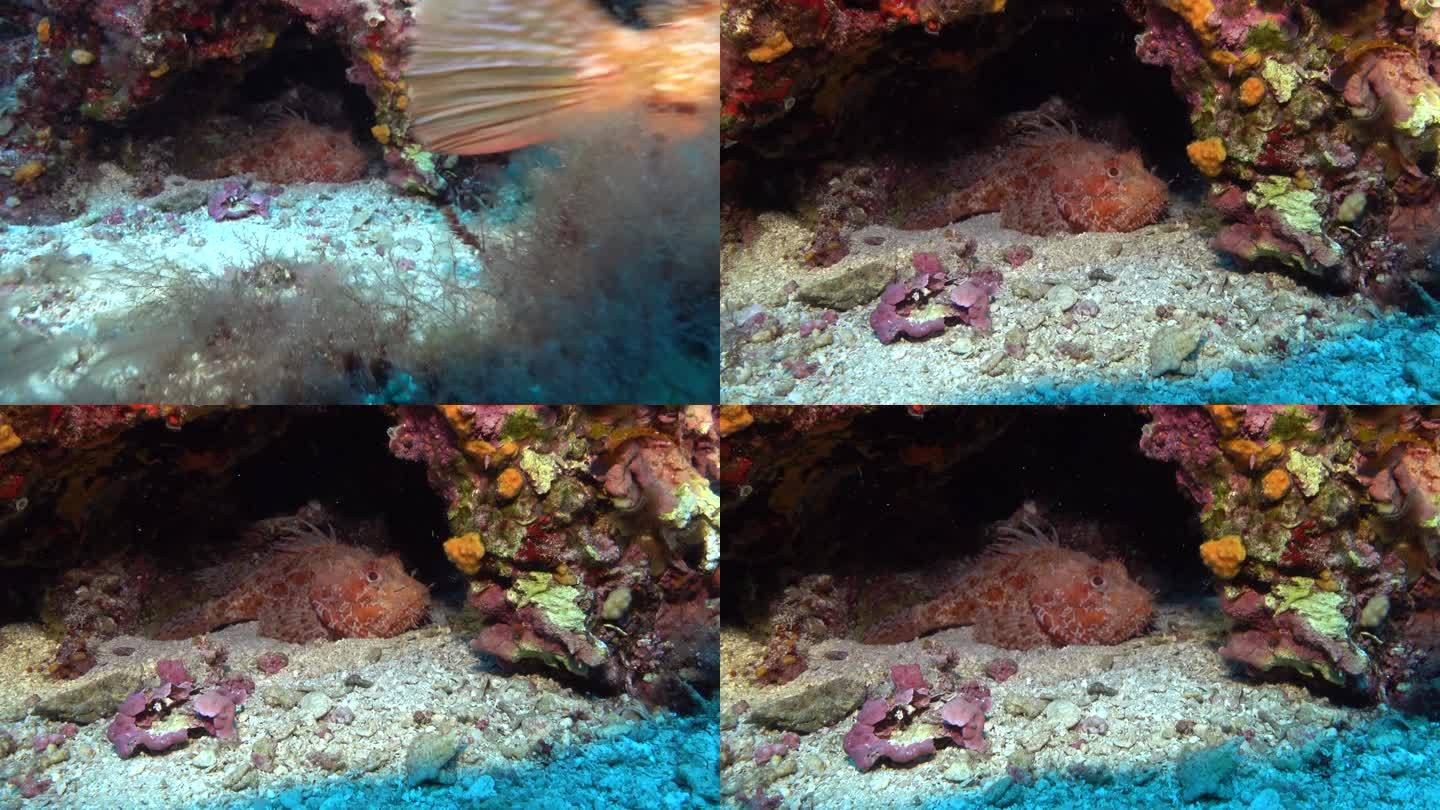 马略卡岛水下——海底深处的两条蝎子鱼
