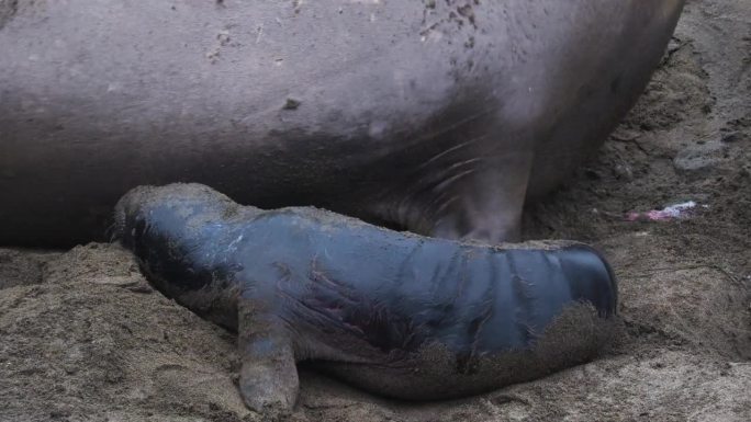 在加州中部海岸的皮特拉斯·布兰卡斯栖息地。罕见的高质量近距离视频，新出生的海象幼崽和它的母亲。母熊在
