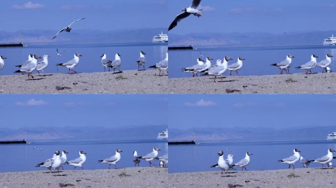 海鸥 飞翔 青海湖