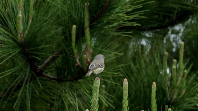加州赫顿的维里奥树上树梢鸟儿