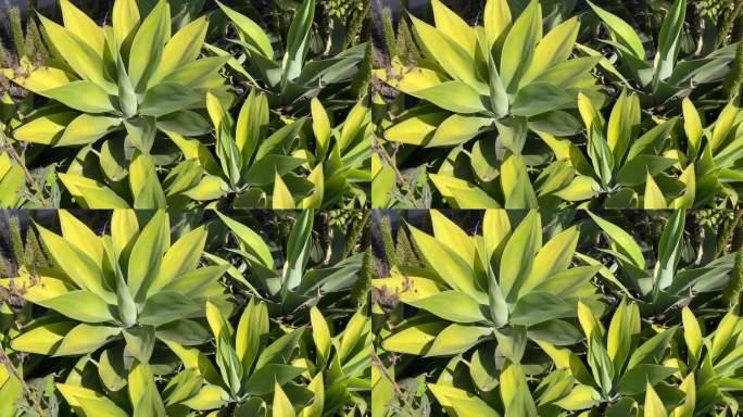 圣巴巴拉的一群绿色龙舌兰植物