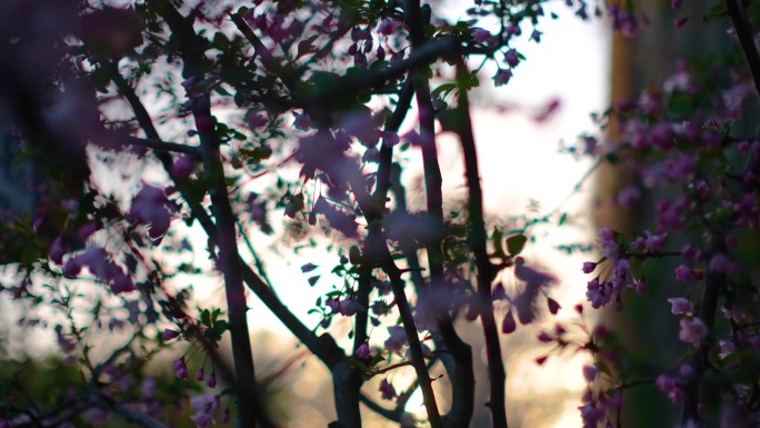 春天花朵樱花绽放过程植物延时视频素材90