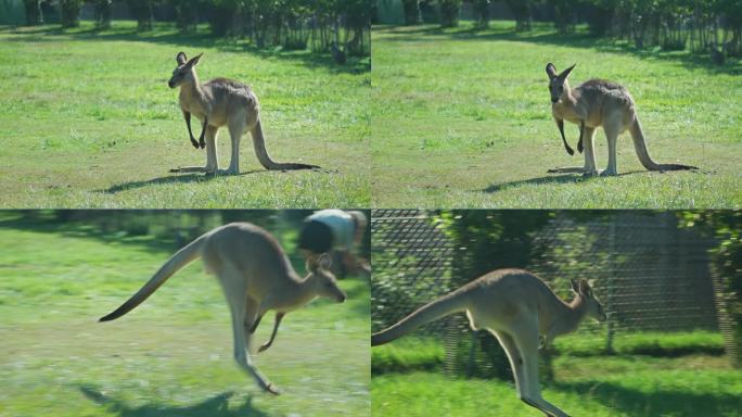 袋鼠在猎人谷跳跃的4K实时镜头，哺乳动物，澳大利亚