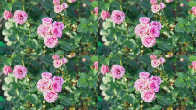 玫瑰丛中。玫瑰丛在花园里生长和盛开。迷迭香，玫瑰花园。植物育种。不同品种的新鲜盛开的玫瑰在自然背景。