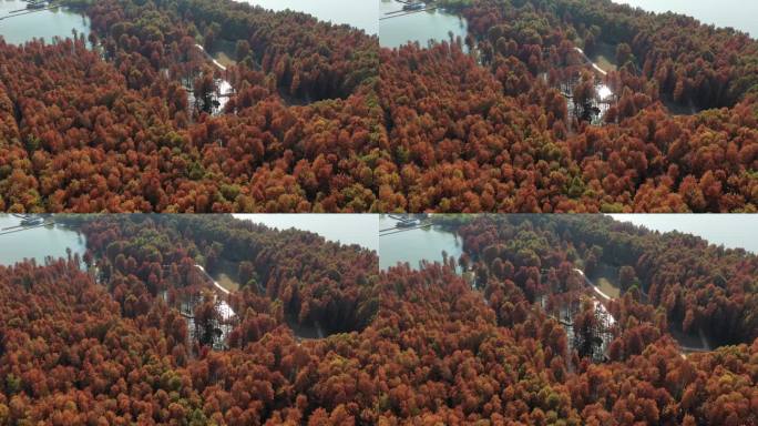 杭州临安青山湖秋冬季水上森林