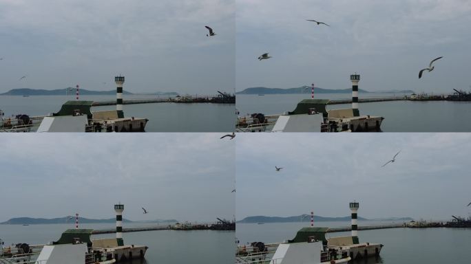 海上渔船海鸥实拍 (3)