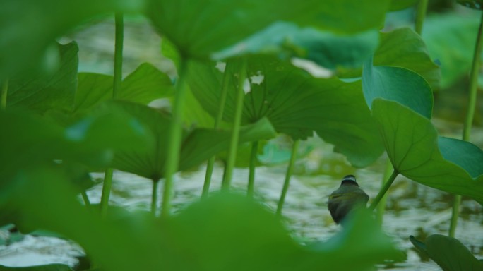 桂湖公园荷花中的鸟儿