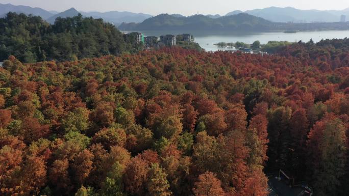 杭州临安青山湖秋冬季水上森林