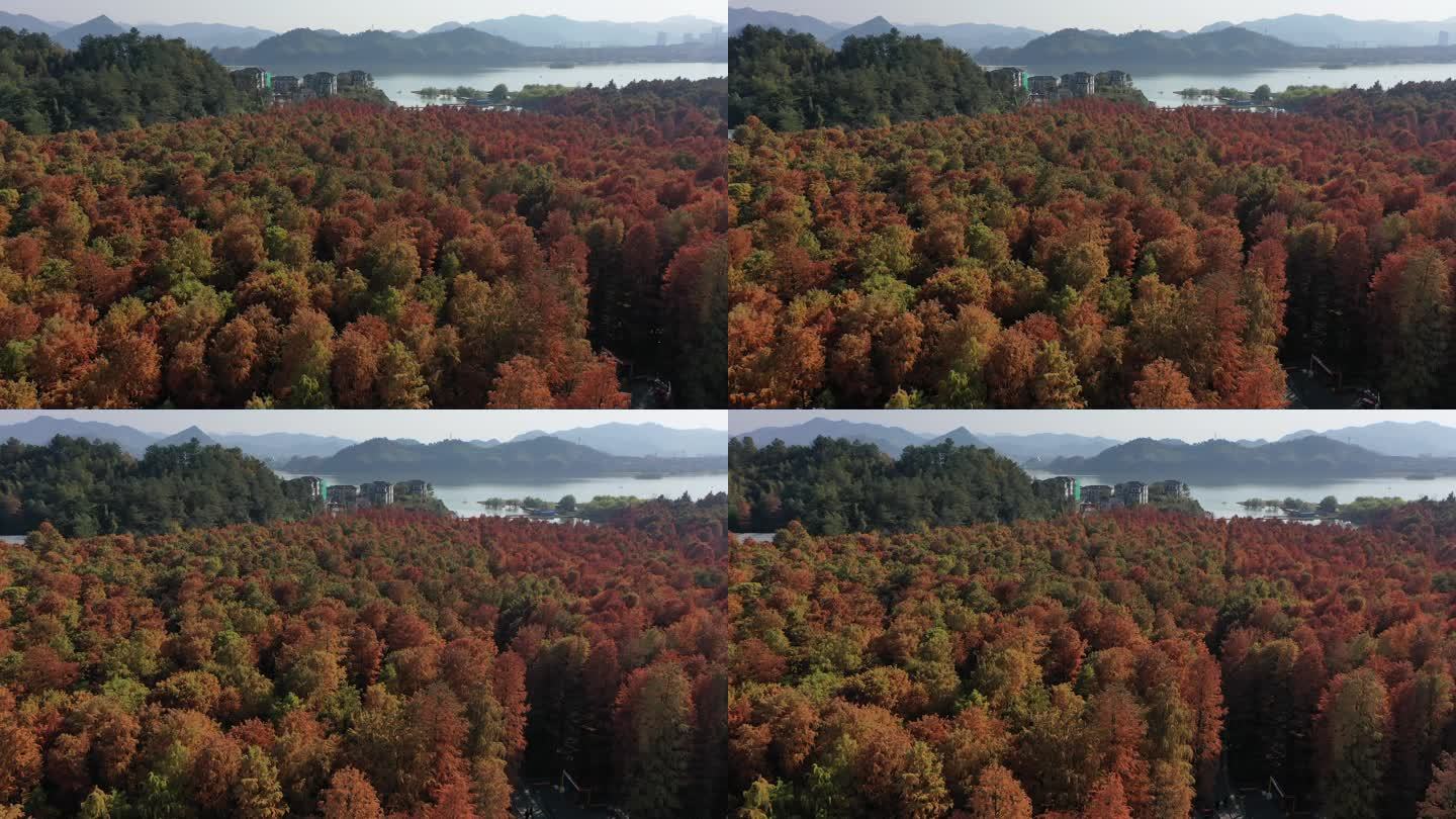 杭州临安青山湖秋冬季水上森林