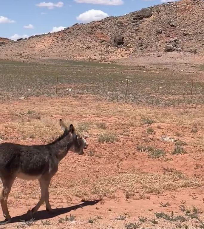 亚利桑那州康乔墨西哥水的一头驴从车里跑出来