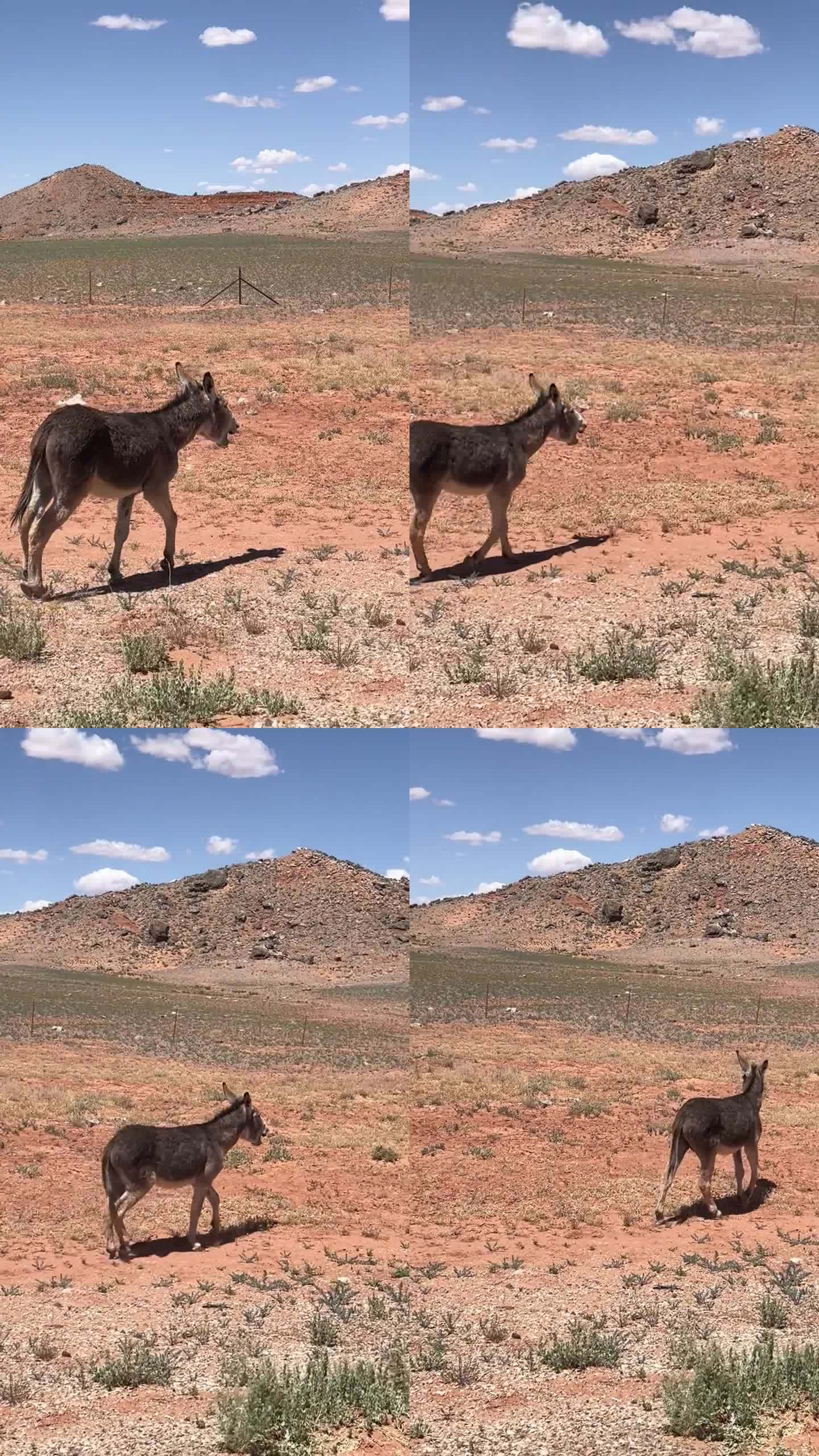 亚利桑那州康乔墨西哥水的一头驴从车里跑出来