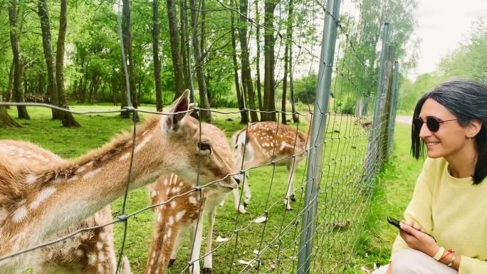 近景:立陶宛乡村私人农场，女游客在围栏后喂白色的家鹿宝宝