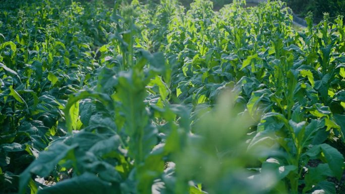 烟叶烟叶园烟叶种植园烟草种植