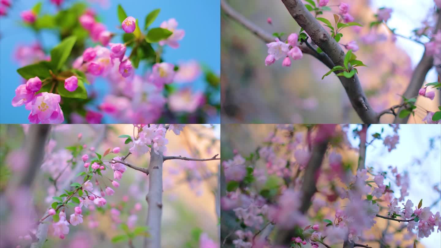 春天花朵樱花绽放过程植物延时视频素材9