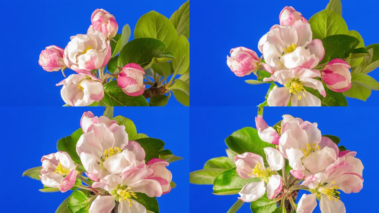 一棵苹果树，白色的花朵盛开，生长在蓝色的背景。海棠盛开的花。