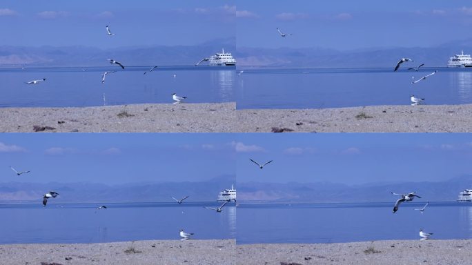 海鸟 飞翔 湖水 青海湖