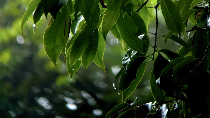 雨中茶树叶子茶果