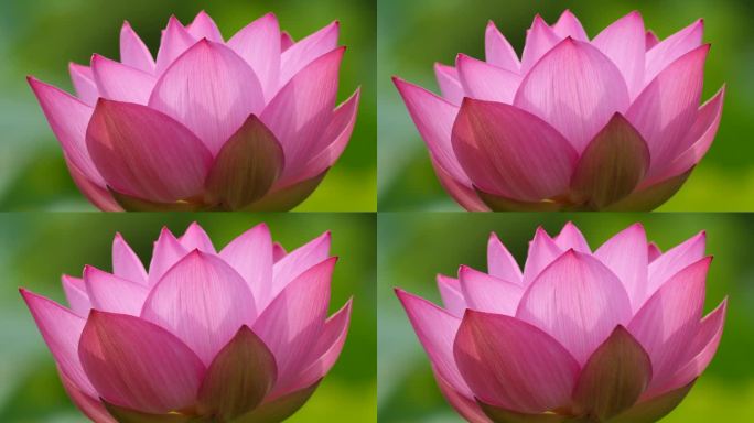 美丽的荷花随风摇曳，粉红色的花朵配上自然的绿色背景，特写镜头，4k慢动作镜头，循环效果。