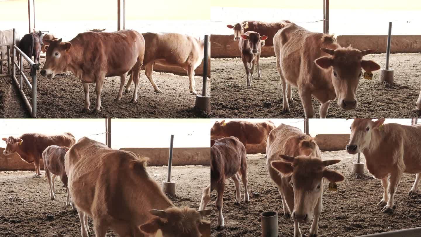 养殖场 牛场 牛舍 牛群 母牛与小牛外貌