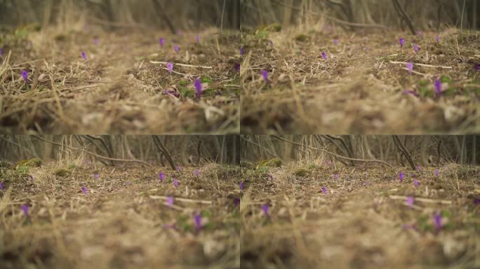 干草地与野生紫色鸢尾花(藏红花)的花朵，特写细节
