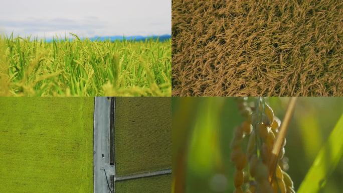 水稻收割希望的田野秋收颗粒饱满的稻谷