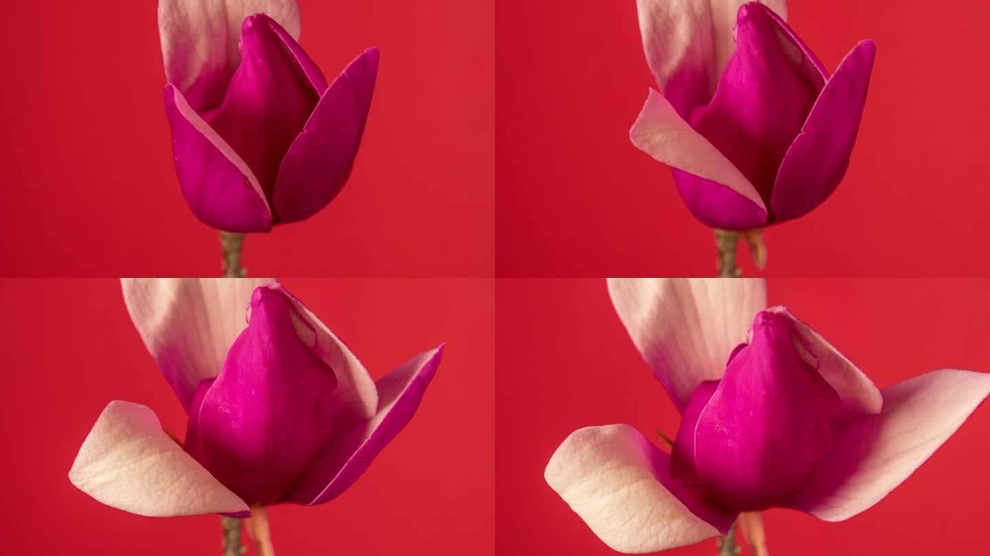 木兰开花4k延时。近景，侧视图，因为花粉红色的花瓣开放。孤立在红色背景下。