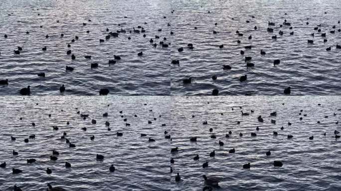 鸭子和天鹅在湖中游泳的剪影
