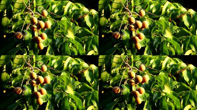 桂圆果实长在树上
