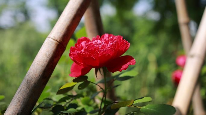 蔷薇科红色月季花