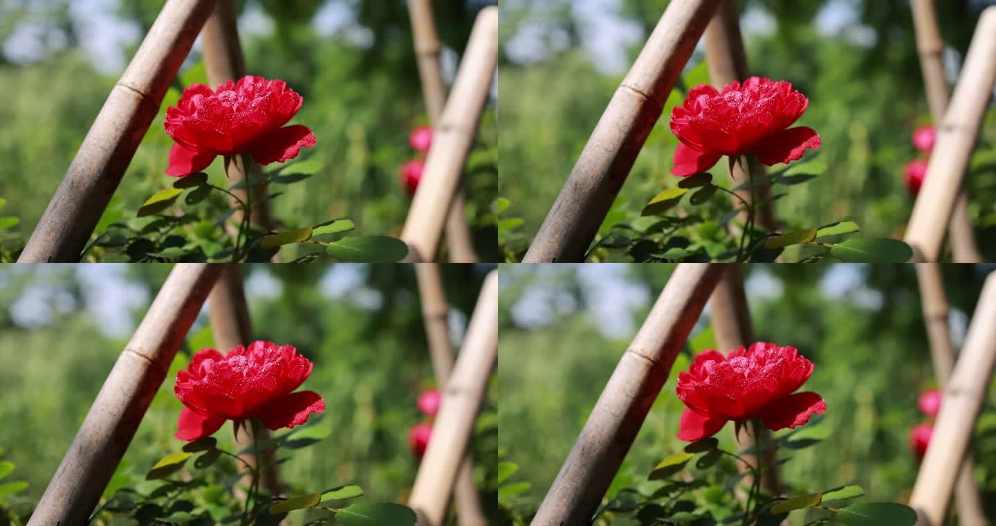 蔷薇科红色月季花