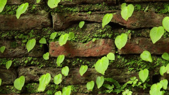 老砖墙纹理和绿叶、青苔、自然的树叶在自然的风中摇曳。大自然中美丽的绿叶纹理。自然背景。享受放松的自然