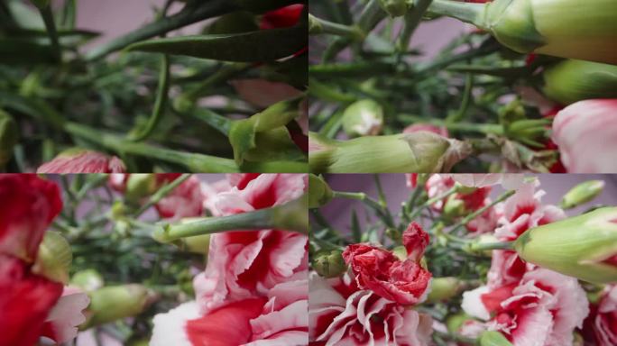 红色和白色康乃馨的花束在粉红色的背景，查看里面。多莉滑块极端特写。