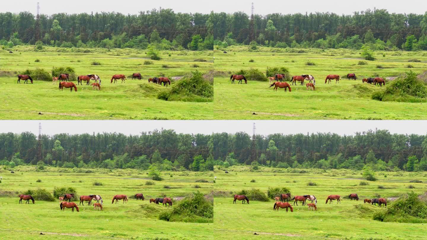 一群马在河边的绿色草地上吃草