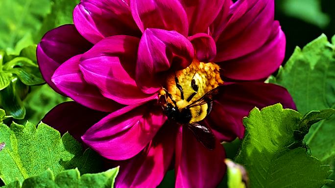 各种蜜蜂采蜜微距摄影实拍素材