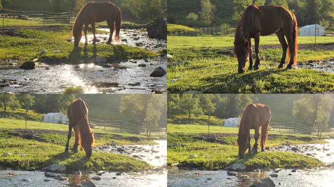 马在溪水边喝水