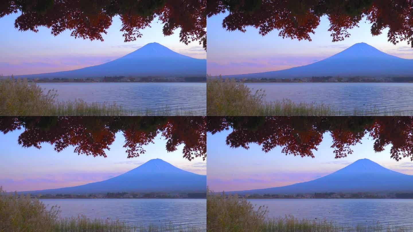 枫叶上的秋叶:黄昏的川口湖与富士山