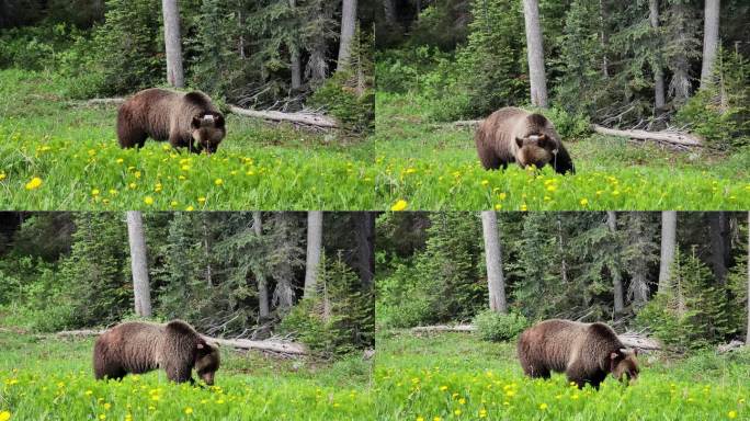 带GPS项圈的灰熊